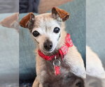 Small #1 Chiweenie