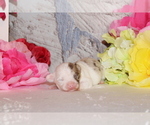 Small #4 Chihuahua