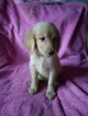 Small Photo #4 Goldendoodle Puppy For Sale in DAVENPORT, FL, USA