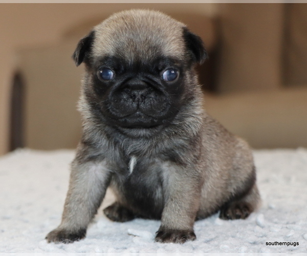 Medium Photo #9 Pug Puppy For Sale in WINNSBORO, TX, USA