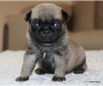 Small #8 Pug