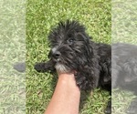 Small #1 F2 Aussiedoodle