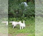 Small #3 Siberian Husky
