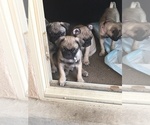 Small Photo #17 Pug Puppy For Sale in ALBUQUERQUE, NM, USA