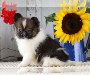 Pomeranian Puppy for sale in FREDERICKSBG, OH, USA