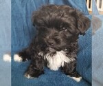 Small #32 Morkie