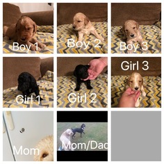Goldendoodle-Poodle (Standard) Mix Puppy for sale in PARAGOULD, AR, USA