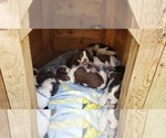 Small Photo #7 English Springer Spaniel Puppy For Sale in TENINO, WA, USA