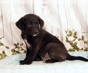 Labrador Retriever-Unknown Mix Puppy for sale in PENNS CREEK, PA, USA