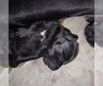 Small Photo #86 Great Dane Puppy For Sale in PIERSON, MI, USA