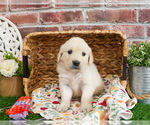 Small #3 Golden Retriever