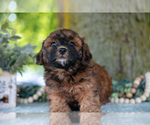 Small Photo #10 Poodle (Miniature)-ShihPoo Mix Puppy For Sale in SHILOH, OH, USA