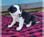 Small Photo #180 Border Collie Puppy For Sale in NORBORNE, MO, USA