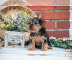 Small #4 Yorkshire Terrier