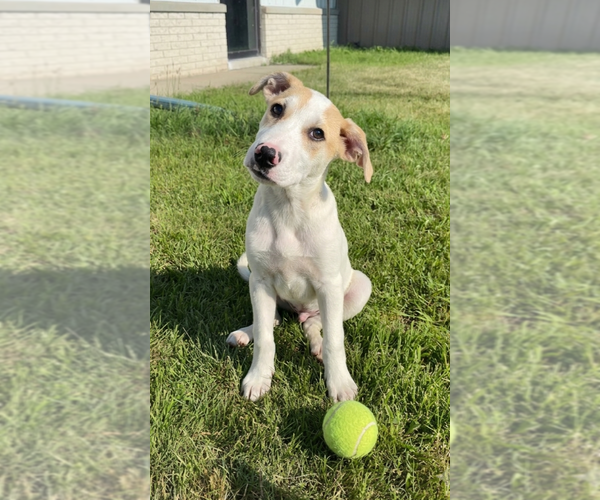 Medium Photo #2 Labrador Retriever-Unknown Mix Puppy For Sale in Genesee, WI, USA
