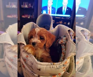 Cavapoo Puppy for sale in CULLMAN, AL, USA
