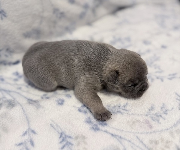 Medium Photo #6 French Bulldog Puppy For Sale in SACRAMENTO, CA, USA