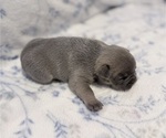Small #5 French Bulldog
