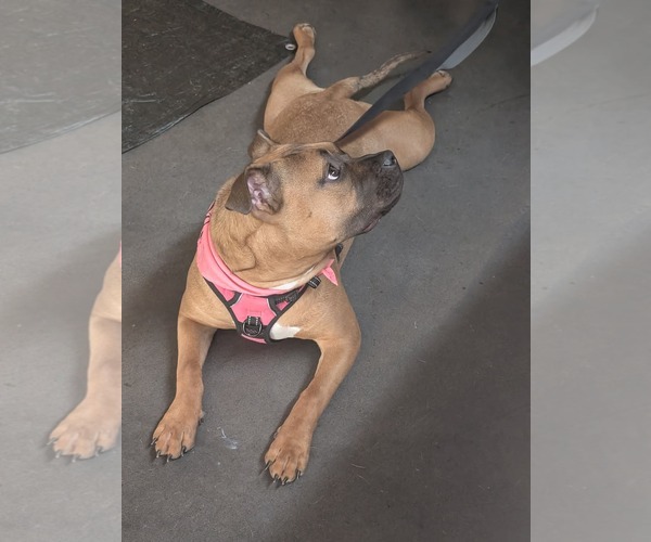 Medium Photo #22 Boxer-Unknown Mix Puppy For Sale in Holly Springs, NC, USA