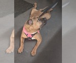Small #21 Boxer Mix