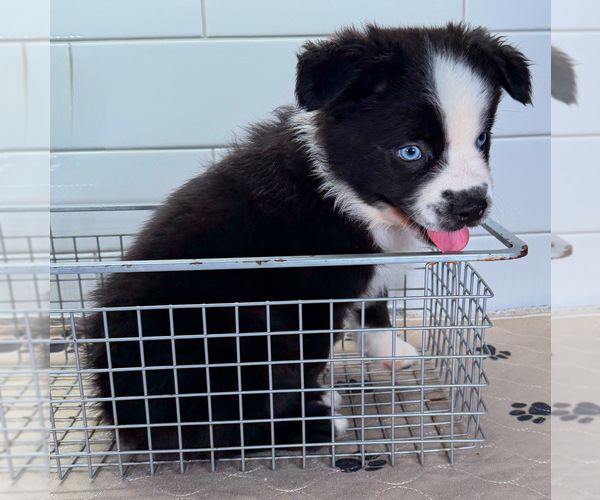 Medium Photo #4 Australian Shepherd Puppy For Sale in NEWBERRY, FL, USA