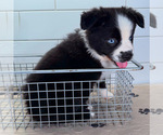 Small #3 Australian Shepherd