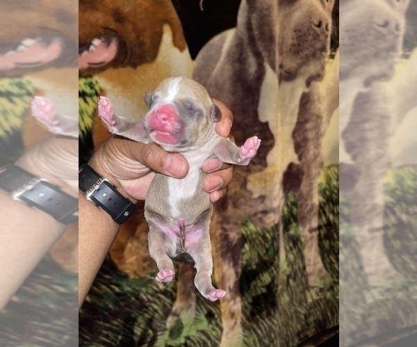 Medium Photo #2 American Pit Bull Terrier Puppy For Sale in TRENTON, NJ, USA