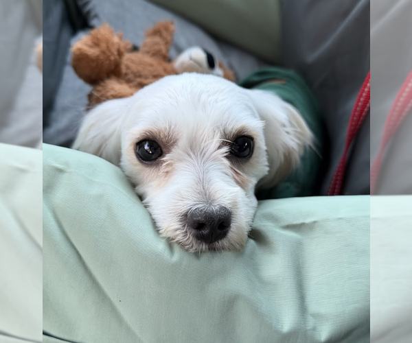 Medium Photo #8 Maltese-Unknown Mix Puppy For Sale in Brooklyn, NY, USA