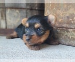 Small Photo #24 Yorkshire Terrier Puppy For Sale in MANES, MO, USA