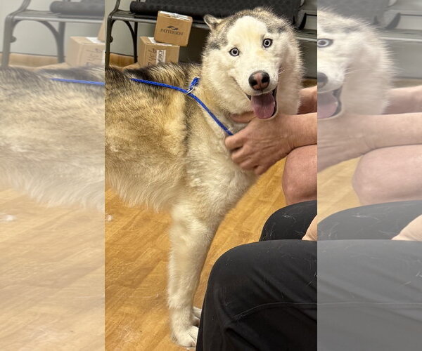 Medium Photo #2 Siberian Husky Puppy For Sale in Mount Airy, NC, USA