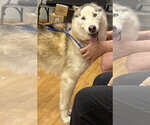 Small #1 Siberian Husky
