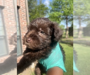 Schnauzer (Miniature) Puppy for sale in PEARLAND, TX, USA