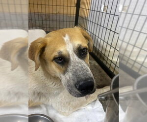 Labrador Retriever-Unknown Mix Dogs for adoption in Calgary, Alberta, Canada