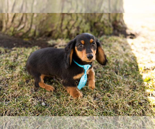 Medium Photo #4 Dachshund Puppy For Sale in NAPPANEE, IN, USA