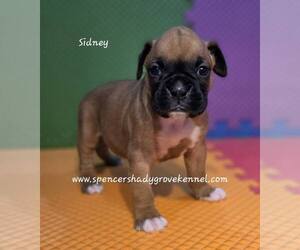 Boxer Puppy for Sale in CABOOL, Missouri USA