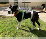 Small #3 American Staffordshire Terrier Mix