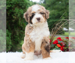 Small #1 Bernedoodle (Miniature)