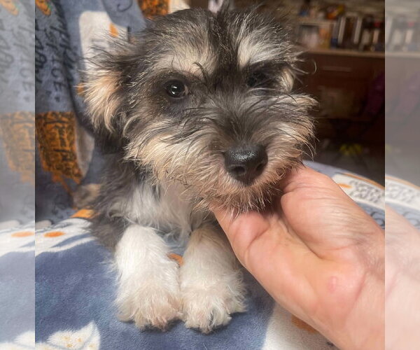 Medium Photo #2 Mutt Puppy For Sale in Escondido, CA, USA
