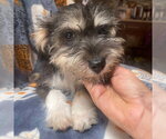 Small #1 Mutt