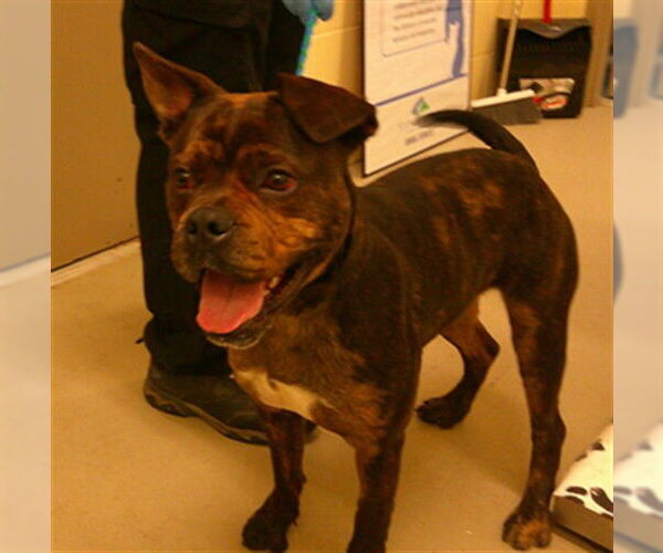 Medium Photo #1 Bulldog-Unknown Mix Puppy For Sale in Sanford, FL, USA