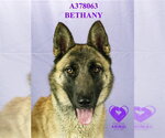 Small #1 German Shepherd Dog