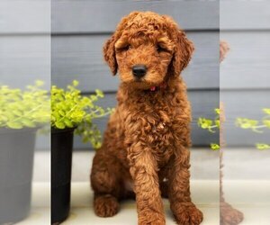 Goldendoodle (Miniature) Puppy for sale in AUSTIN, TX, USA