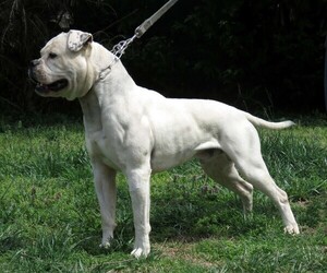 Father of the American Bulldog puppies born on 12/13/2021