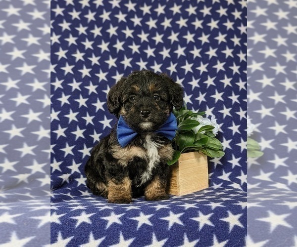Medium Photo #3 Poocan Puppy For Sale in NEW HOLLAND, PA, USA