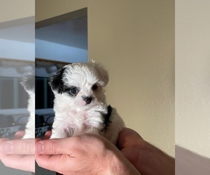 Malchi Puppy for Sale in ROSEVILLE, California USA
