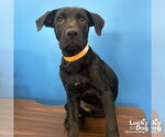 Small #1 Labrador Retriever Mix