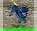 Small #4 Pug