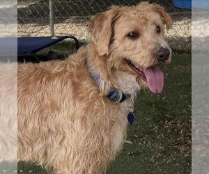 Labradoodle Dogs for adoption in San Diego, CA, USA