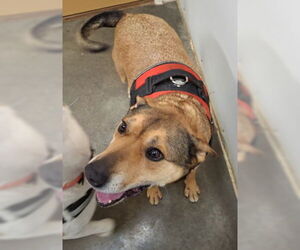 Dover - Male Bull Terrier-Unknown Mix Dog for Adoption - Photo #8