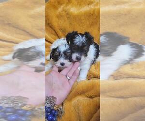 Yorkshire Terrier Puppy for Sale in AUSTELL, Georgia USA
